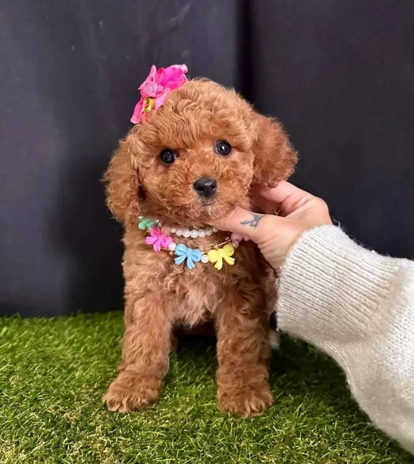 Toy Poodle Kore Tarım Bakanlığına Bağlı Çiftlikten