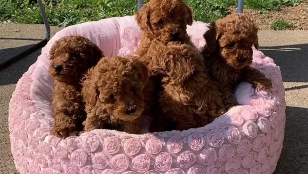 Toy Poodle Red Brown En Ufak Boy Yavrularimiz