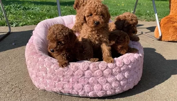 Toy Poodle Red Brown En Ufak Boy Yavrularimiz