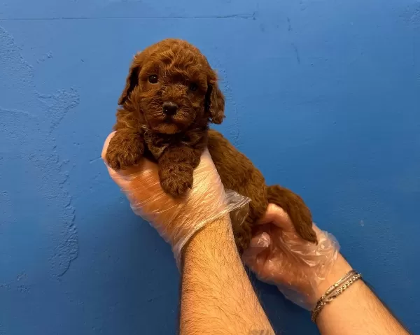 Red Browne Tea Cup Toy Poodle Yavrulari