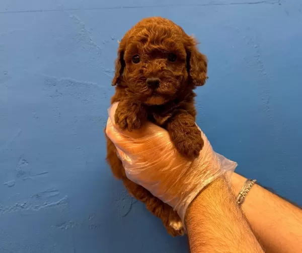 Red Browne Tea Cup Toy Poodle Yavrulari