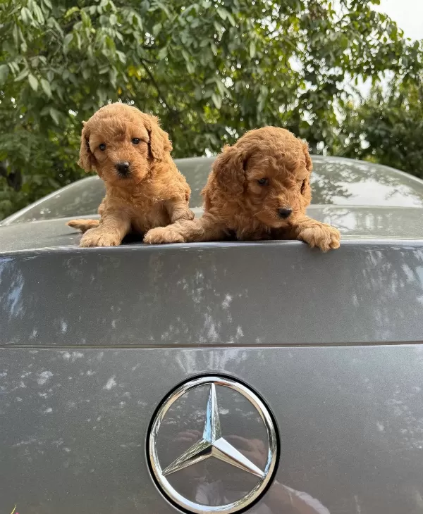 Gerçek Toy Poodle Yavrularimiz