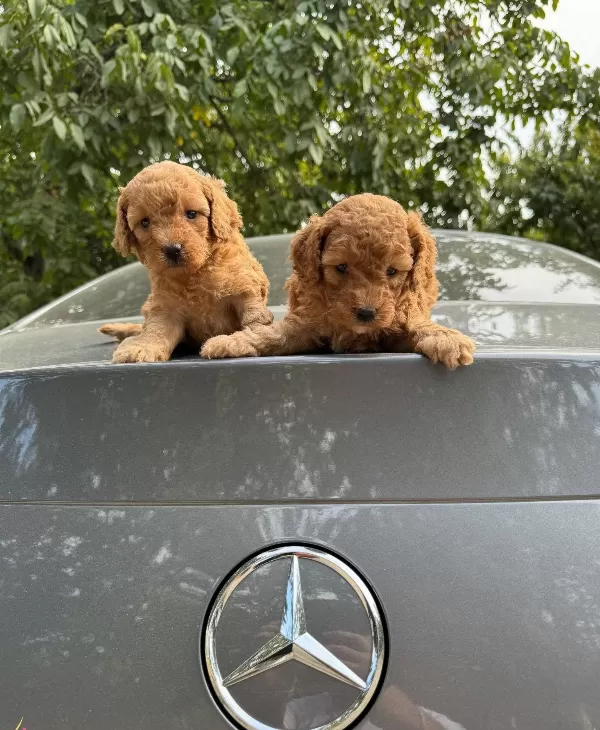 Gerçek Toy Poodle Yavrularimiz