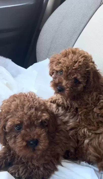 Safkan Toy Poodle