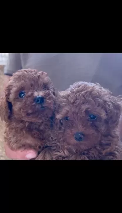 Safkan Toy Poodle