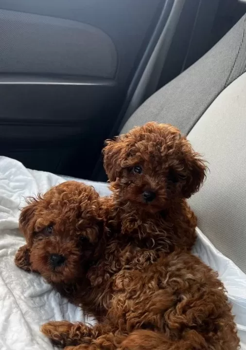 Safkan Toy Poodle