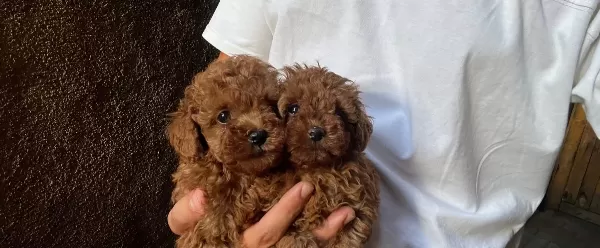 Safkan Toy Poodle