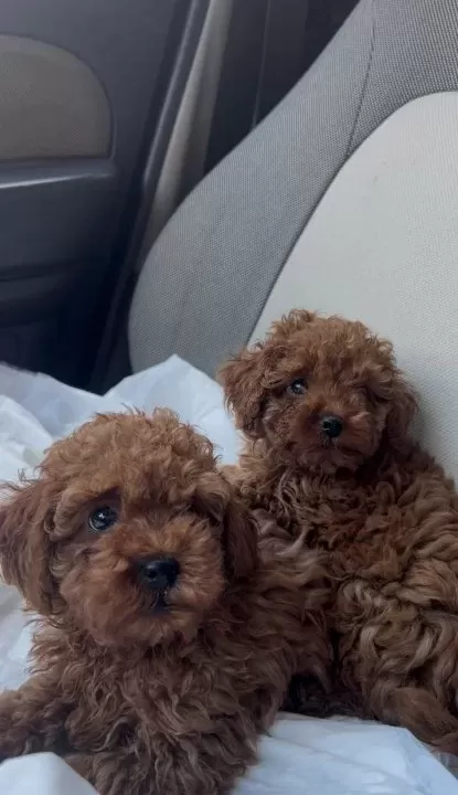 Safkan Toy Poodle