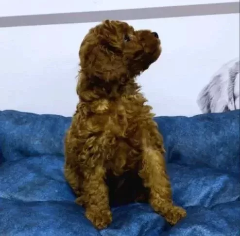 Toy Poodle Bebekler Vonalp Petshop