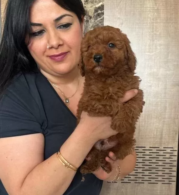 Red Brown Kilo Garantili Poodle Yavrularım