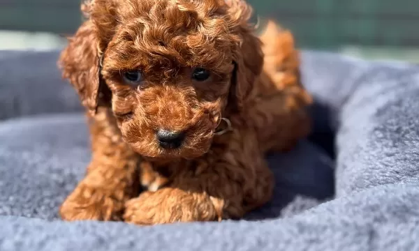 Canlı Görebileceğiniz Safkan Kızıl Toy Poodle Yavruları