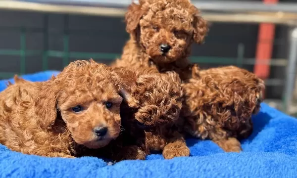 Canlı Görebileceğiniz Safkan Kızıl Toy Poodle Yavruları