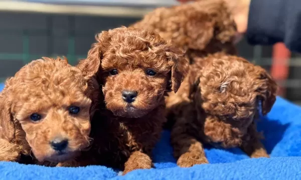Canlı Görebileceğiniz Safkan Kızıl Toy Poodle Yavruları