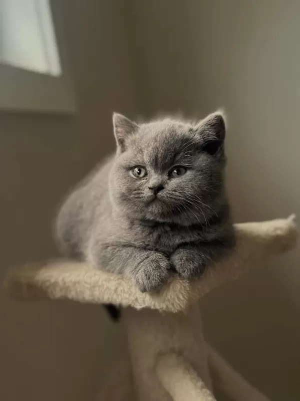 British Shorthair Yavrulari