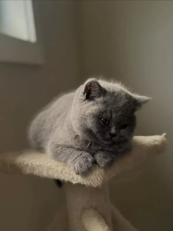 British Shorthair Yavrulari
