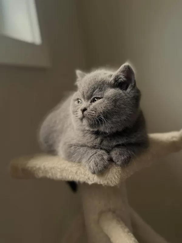 British Shorthair Yavrulari