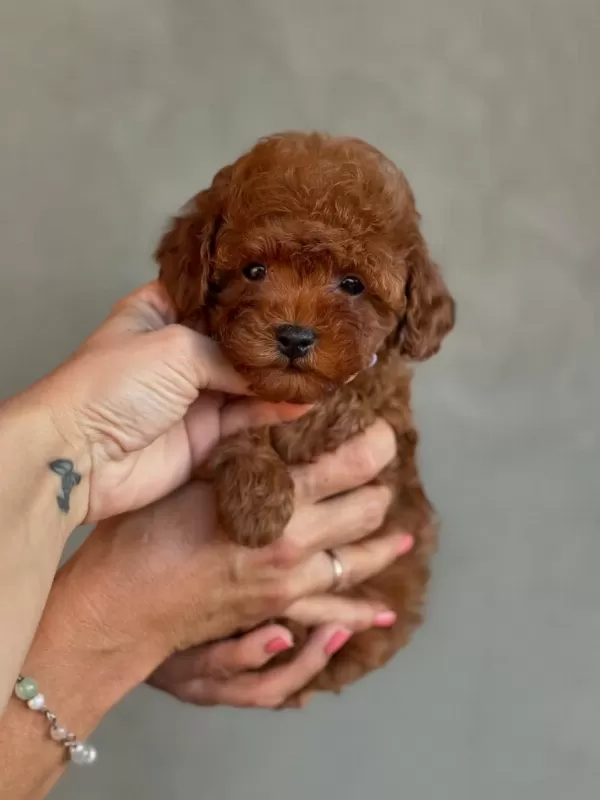 Efsane Toy Poodle Yavrulari