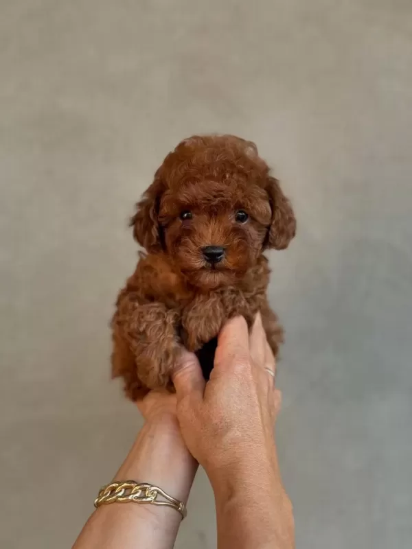 Efsane Toy Poodle Yavrulari