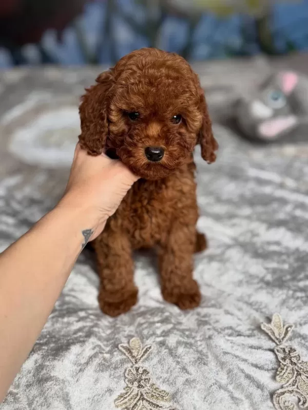 Efsane Toy Poodle Yavrulari