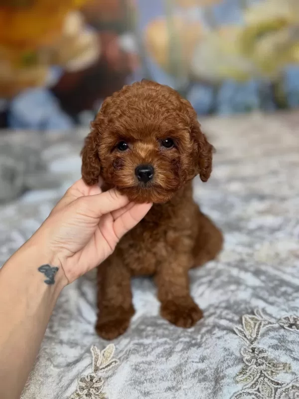Efsane Toy Poodle Yavrulari