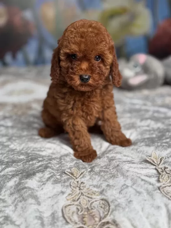 Efsane Toy Poodle Yavrulari