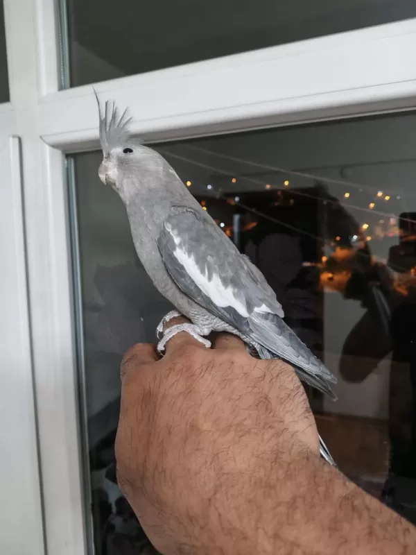 4 5 Aylık Sultanlar Ele Alışık