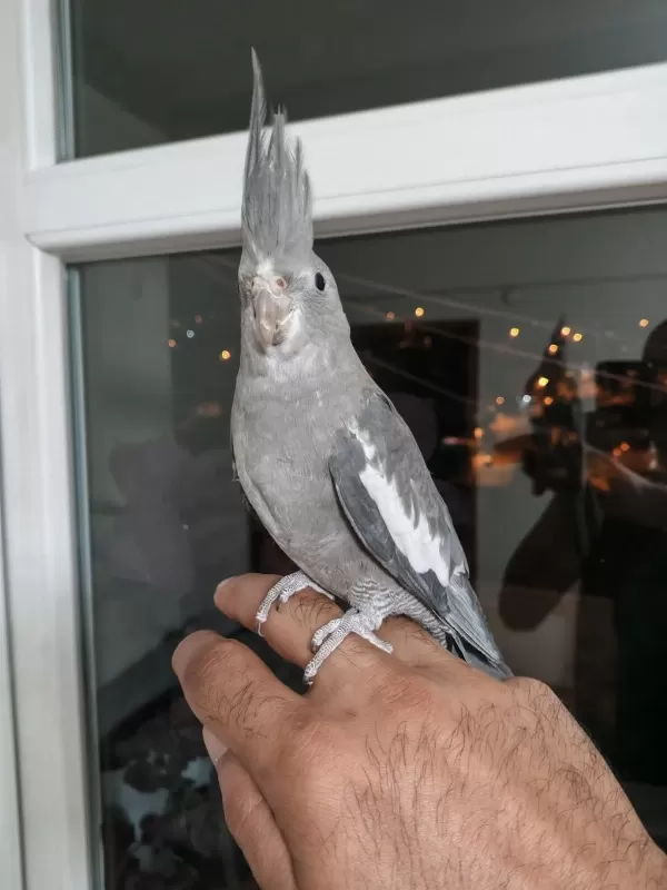 4 5 Aylık Sultanlar Ele Alışık