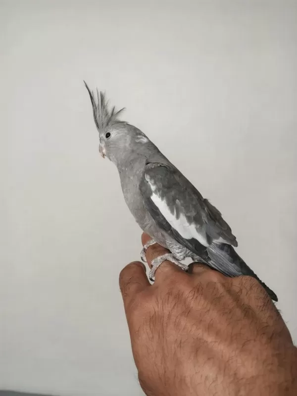 4 5 Aylık Sultanlar Ele Alışık