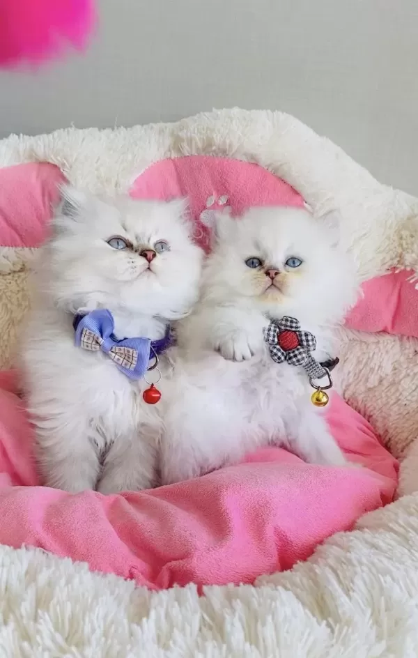 Acil! Değerinin Altında Verilecek British Longhair
