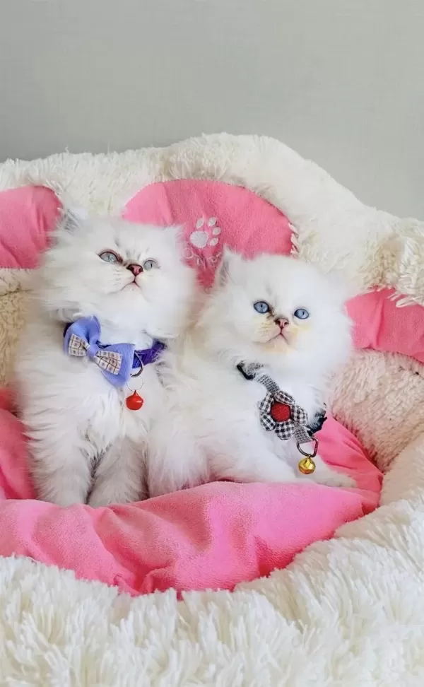 Acil! Değerinin Altında Verilecek British Longhair