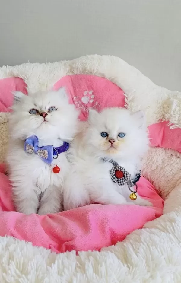Acil! Değerinin Altında Verilecek British Longhair