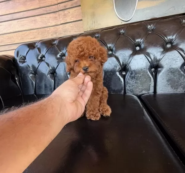 Aşılı Garantili Kısa Kuyruk Kore Teacup Yavrular
