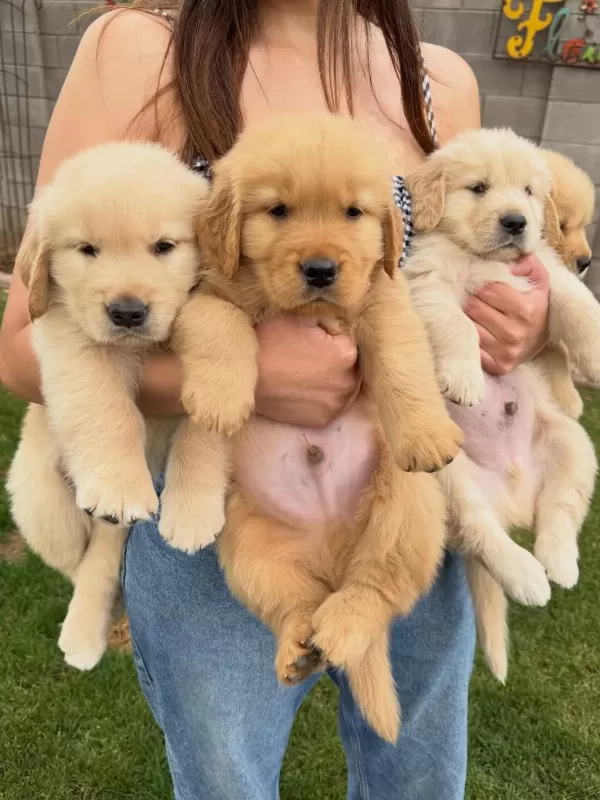 Golden Retriever Yavrulari