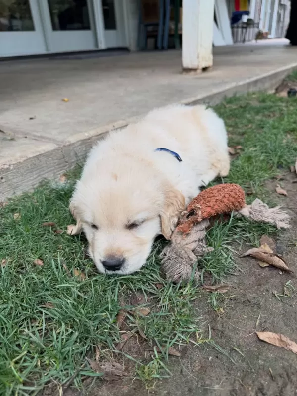 Golden Retriever Yavrulari