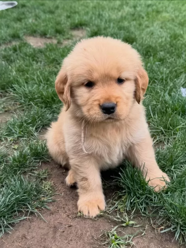 Golden Retriever Yavrulari