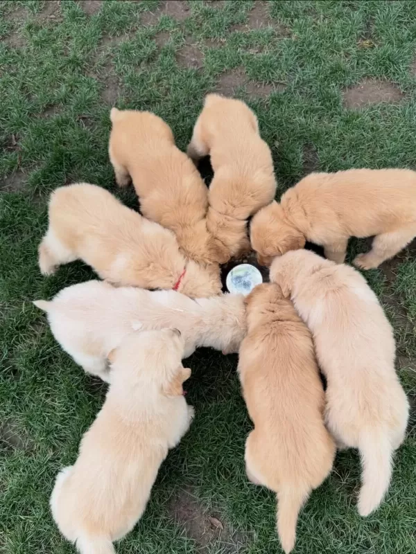 Golden Retriever Yavrulari