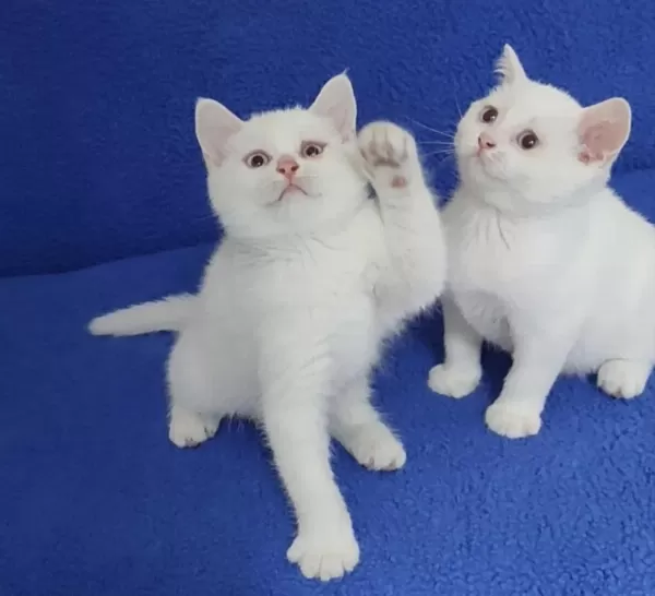 Son Kalan Yavrumuz Biyrun Çok Hesapli