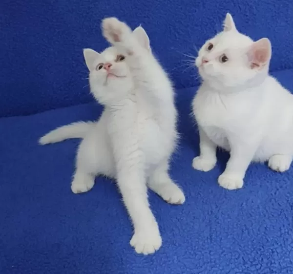 Son Kalan Yavrumuz Biyrun Çok Hesapli