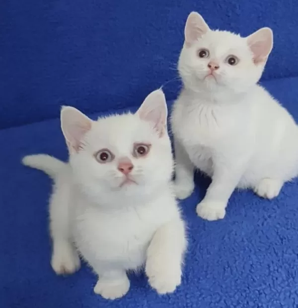 Son Kalan Yavrumuz Biyrun Çok Hesapli
