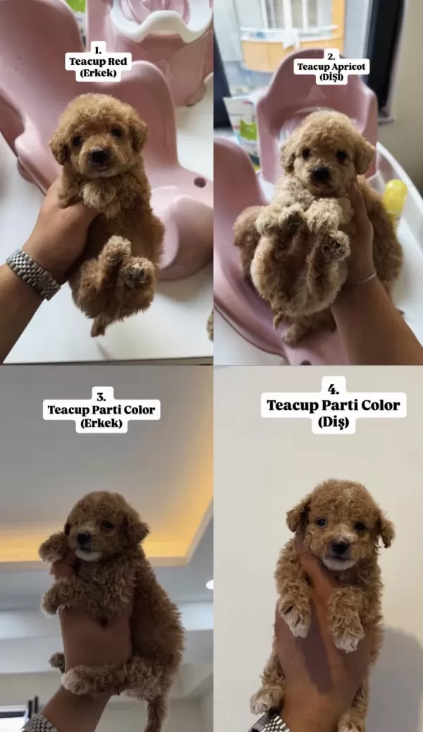 Kilo Garantili Teacup Poodle Bebekler