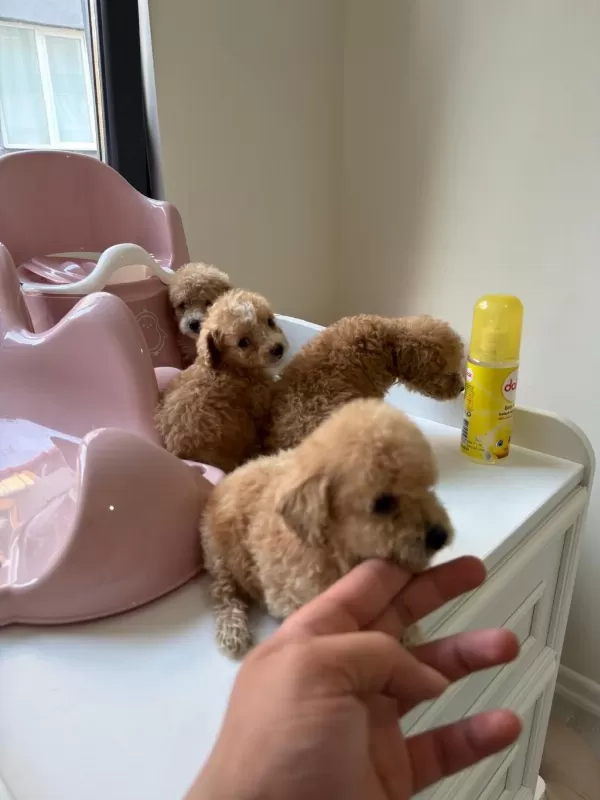 Kilo Garantili Teacup Poodle Bebekler