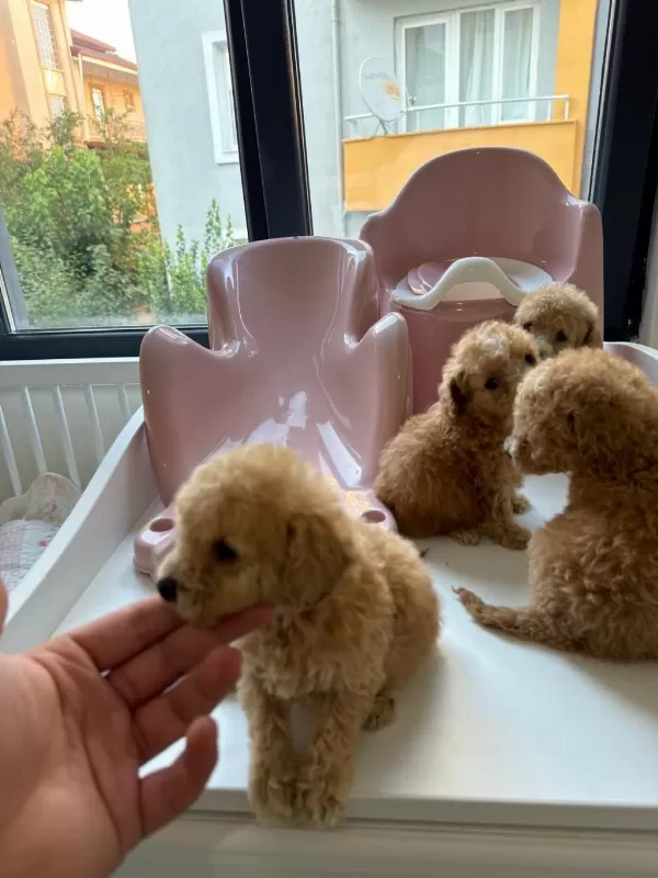 Kilo Garantili Teacup Poodle Bebekler