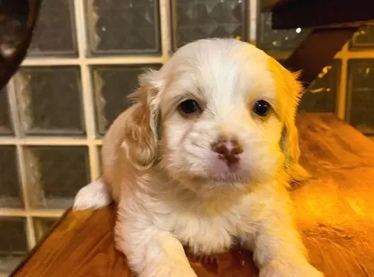 Ev Doğumu Maltipoo Yavrularımız