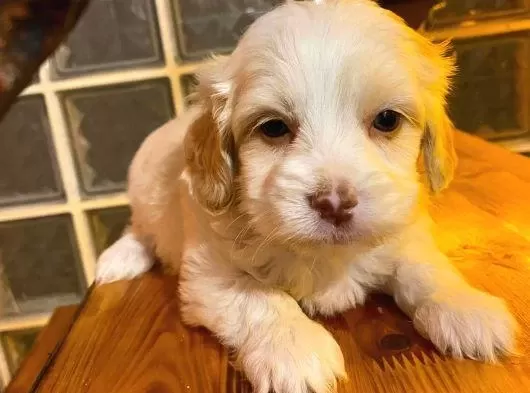 Ev Doğumu Maltipoo Yavrularımız