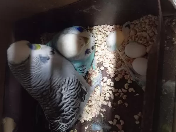 Muhabbet Takımlar Renk Renk Çeşit Yavrulu Yumurtalı