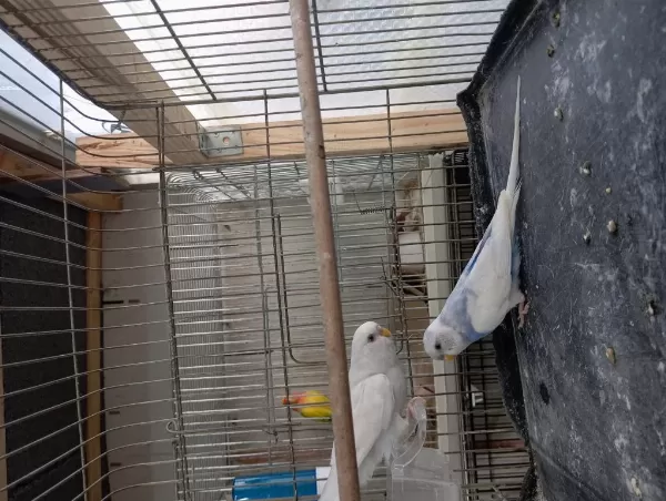 Muhabbet Takımlar Renk Renk Çeşit Yavrulu Yumurtalı