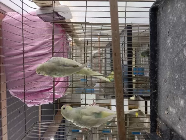 Muhabbet Takımlar Renk Renk Çeşit Yavrulu Yumurtalı