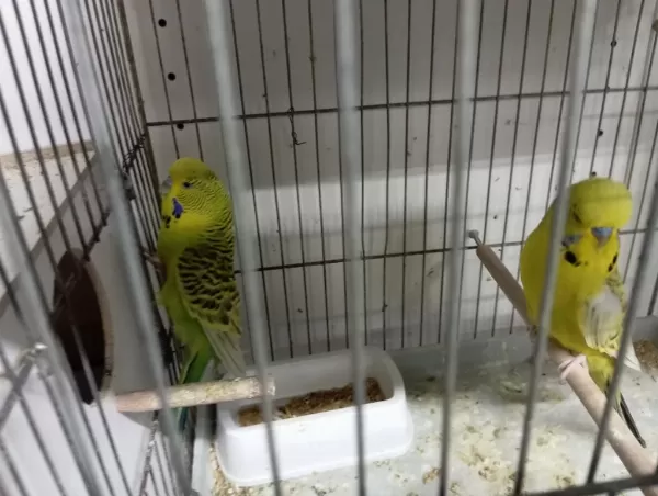 Muhabbet Takımlar Renk Renk Çeşit Yavrulu Yumurtalı