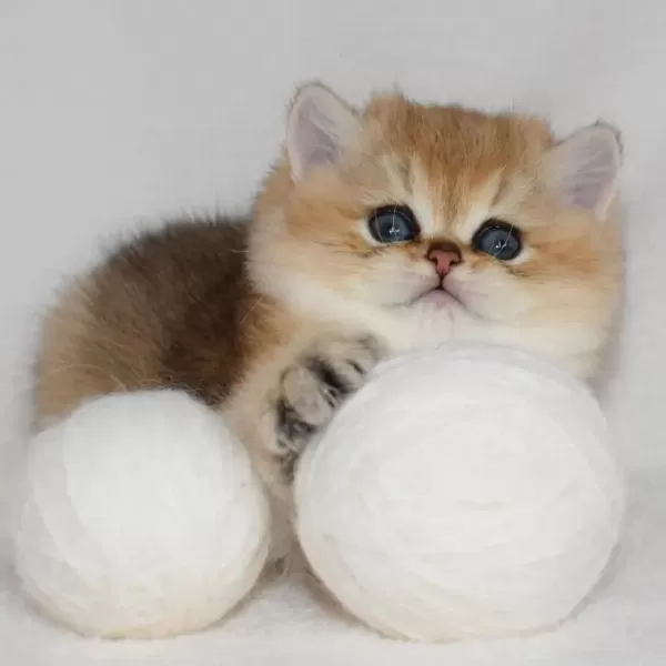 British Shorthair Yavrulari