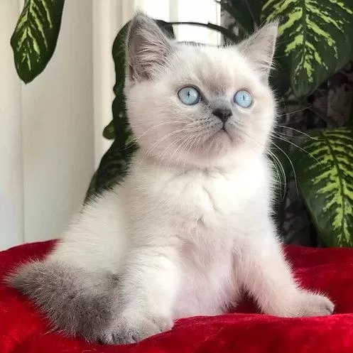 British Shorthair Yavrulari